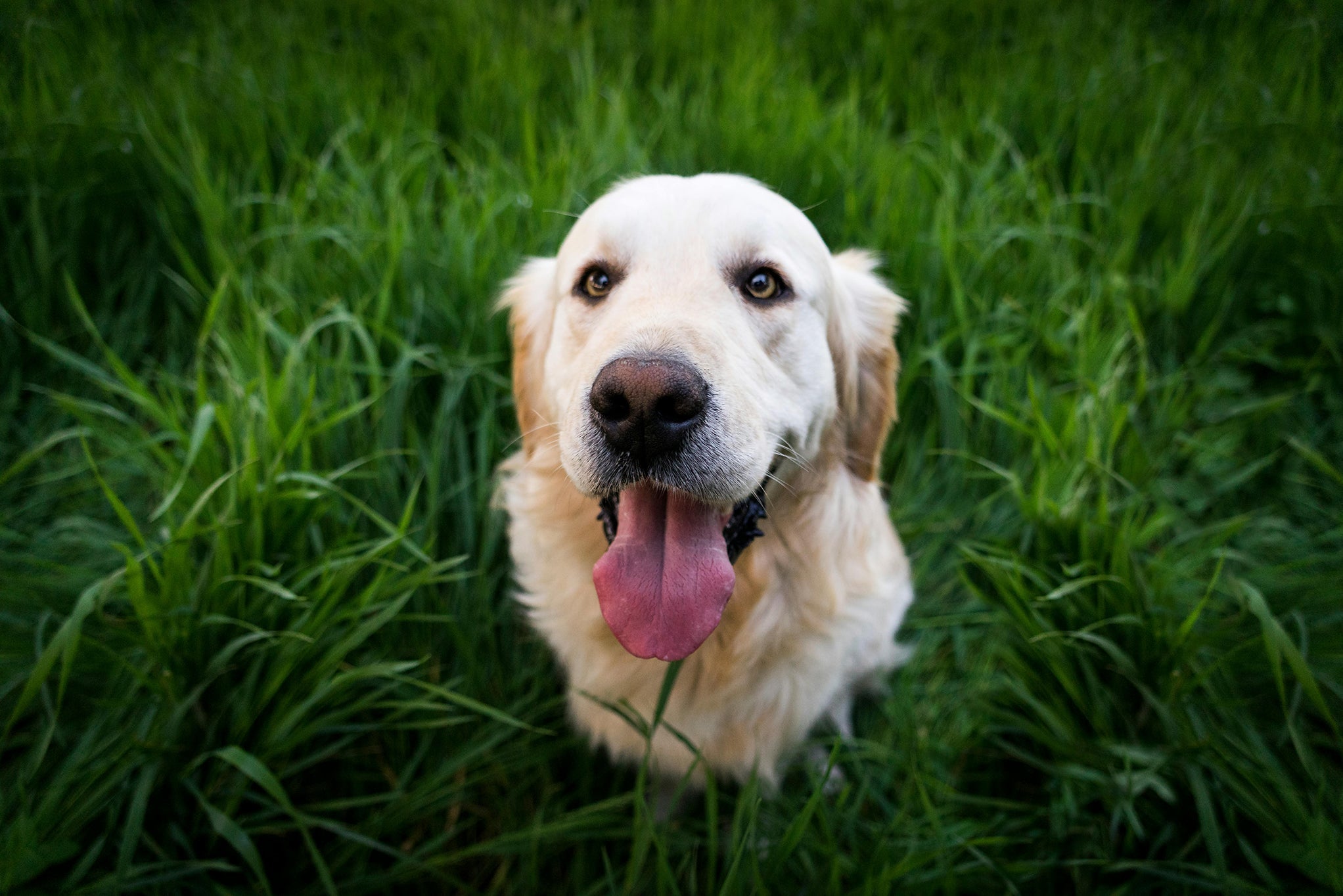 You need to spend more time with your dog🥺 - DBDD