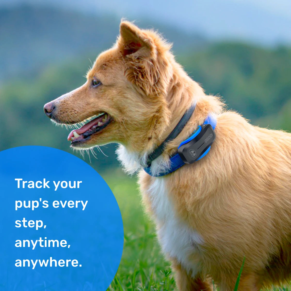 DBDD GPS Tracker for Dogs（Limited-time offer）