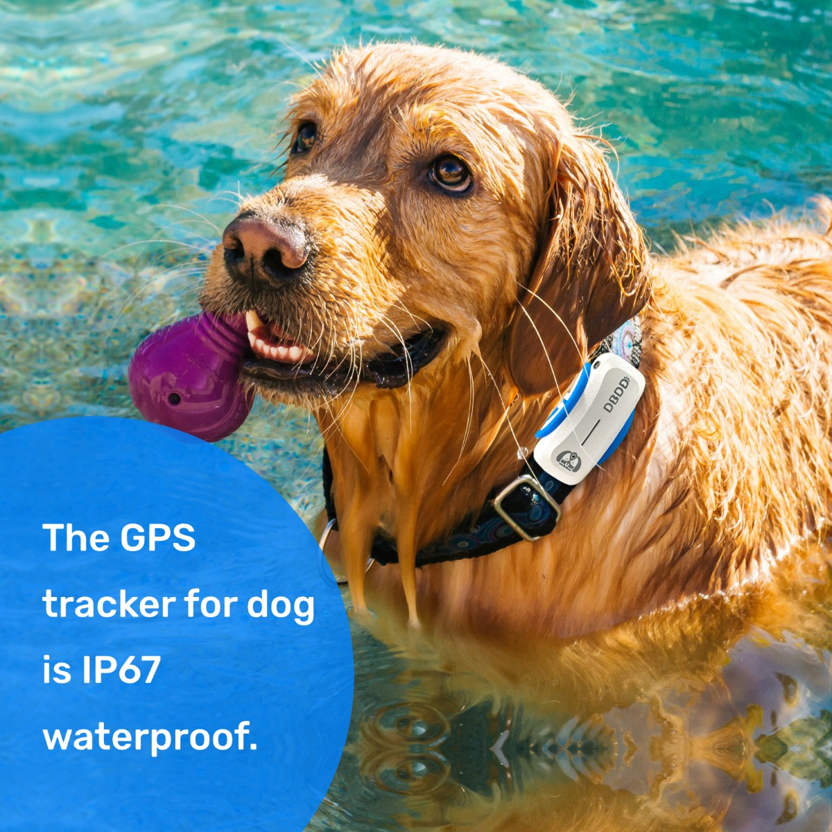 DBDD GPS Tracker for Dogs（Limited-time offer）