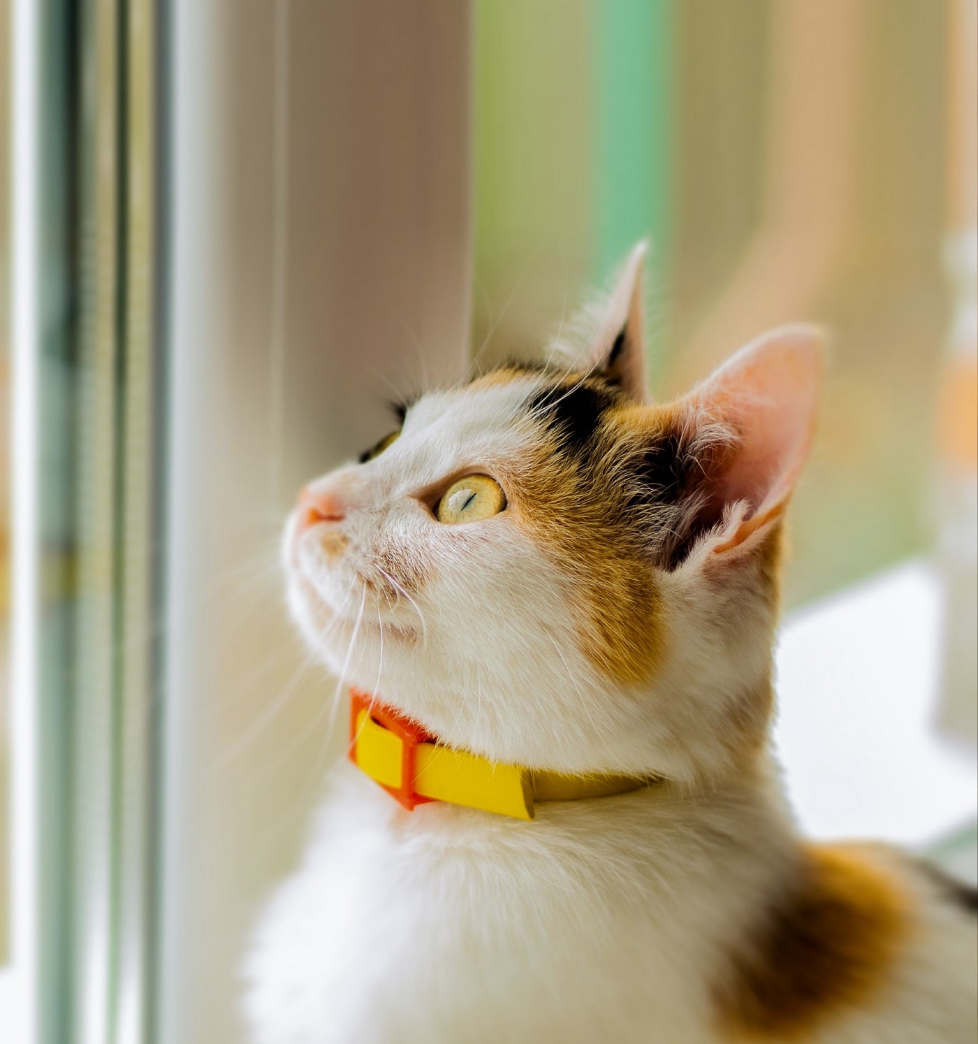 cat collars with gps tracking